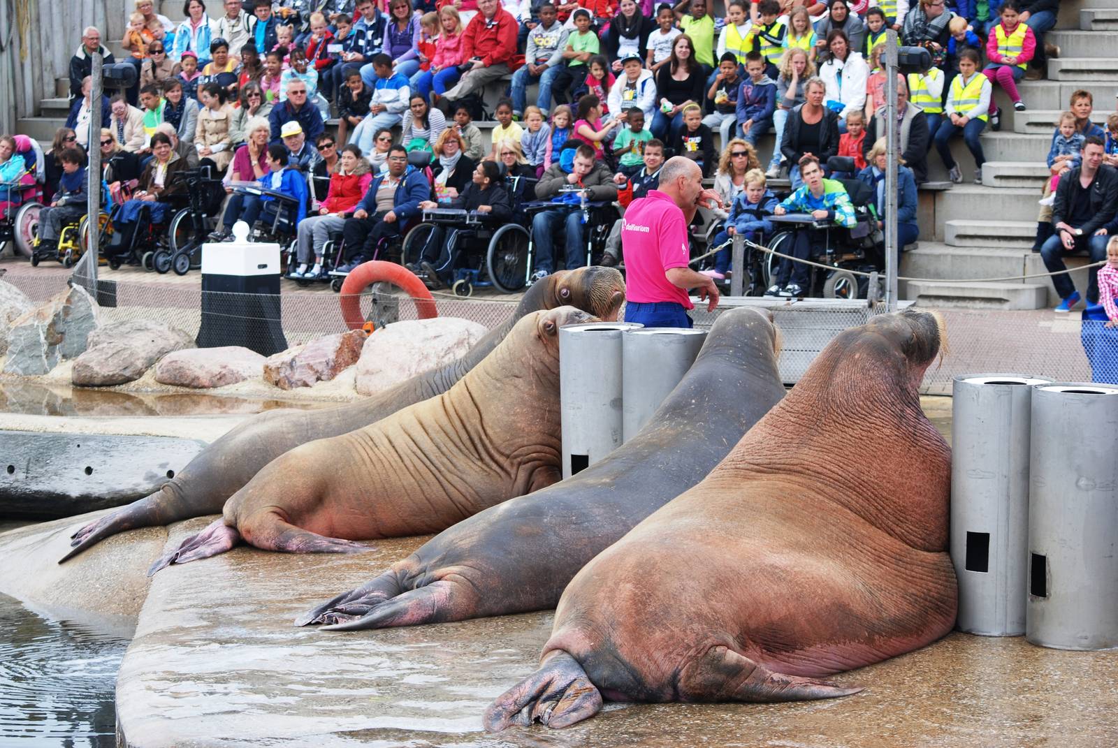 Walrus Show at Harderwijk, 01/06/12