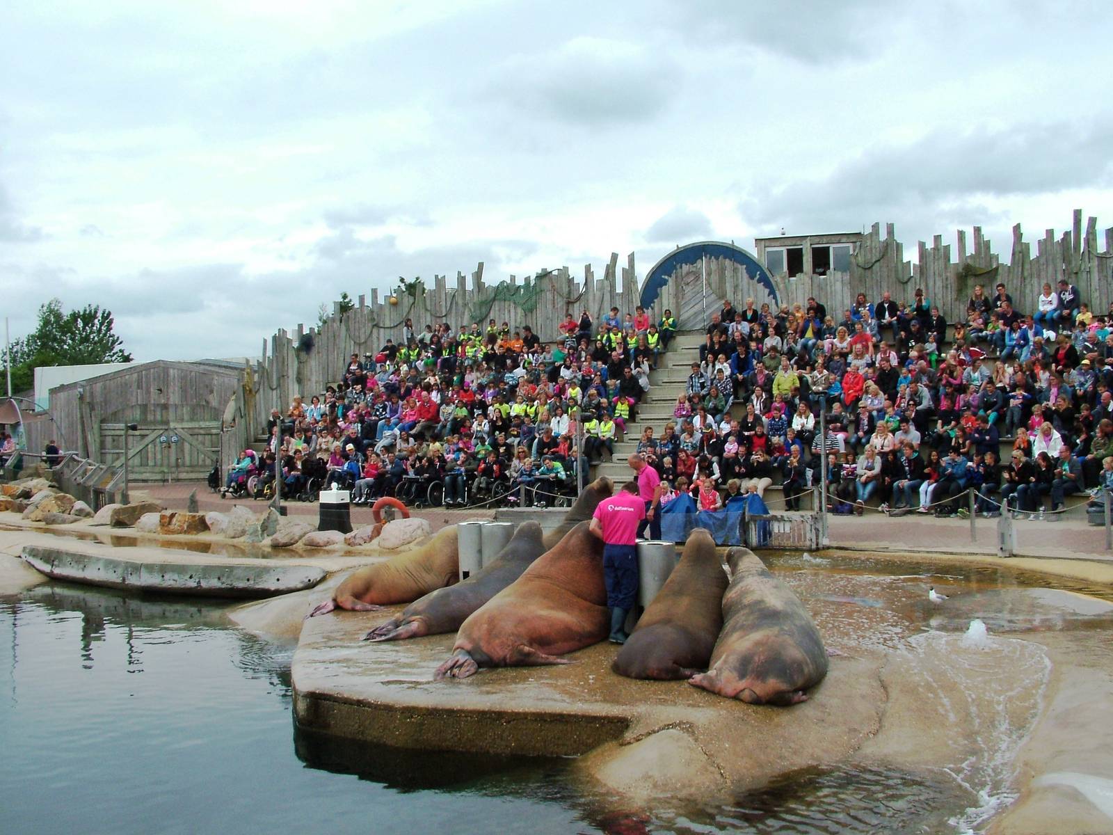 Walrus Show at Harderwijk, 01/06/12
