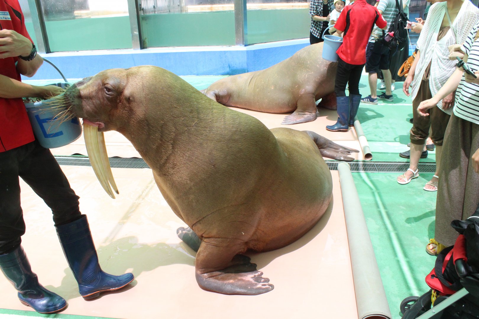 Walrus show