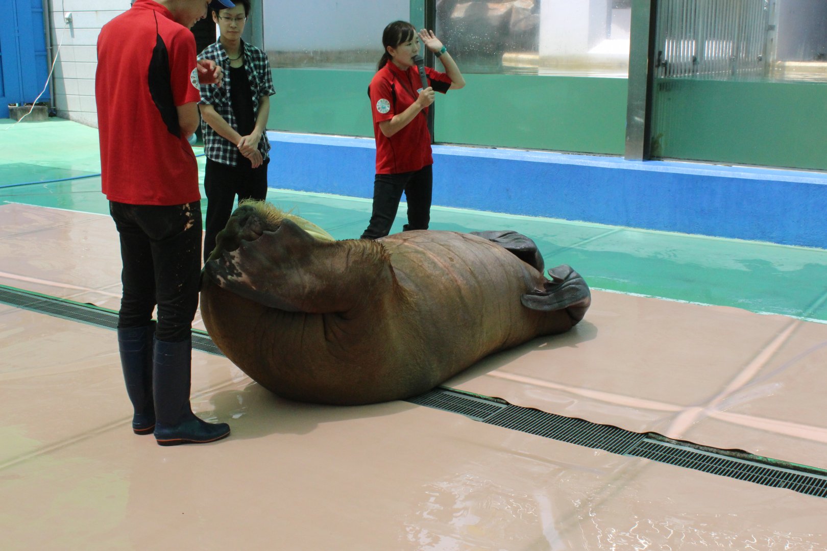 Walrus show