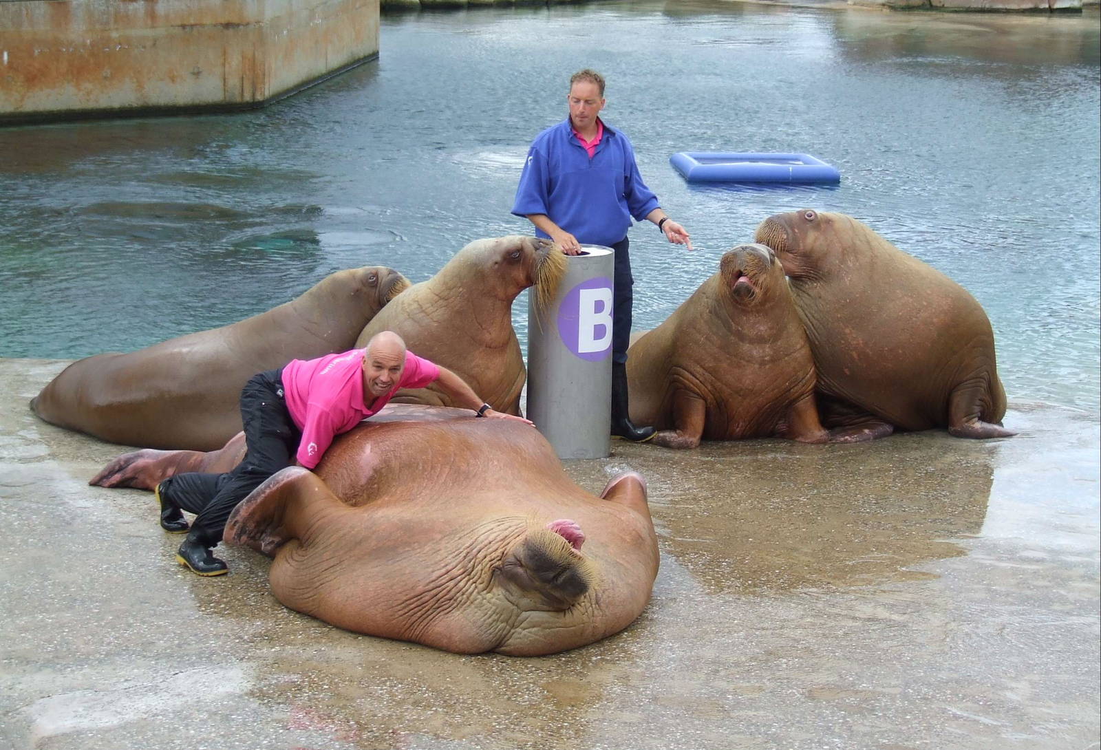 Walrus show
