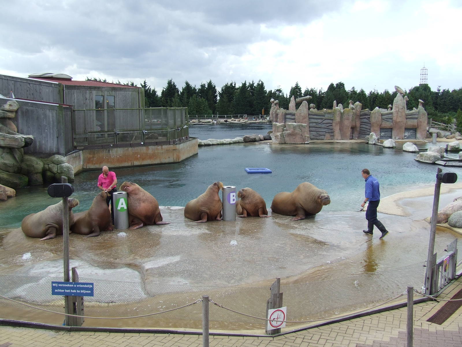 Walrus show