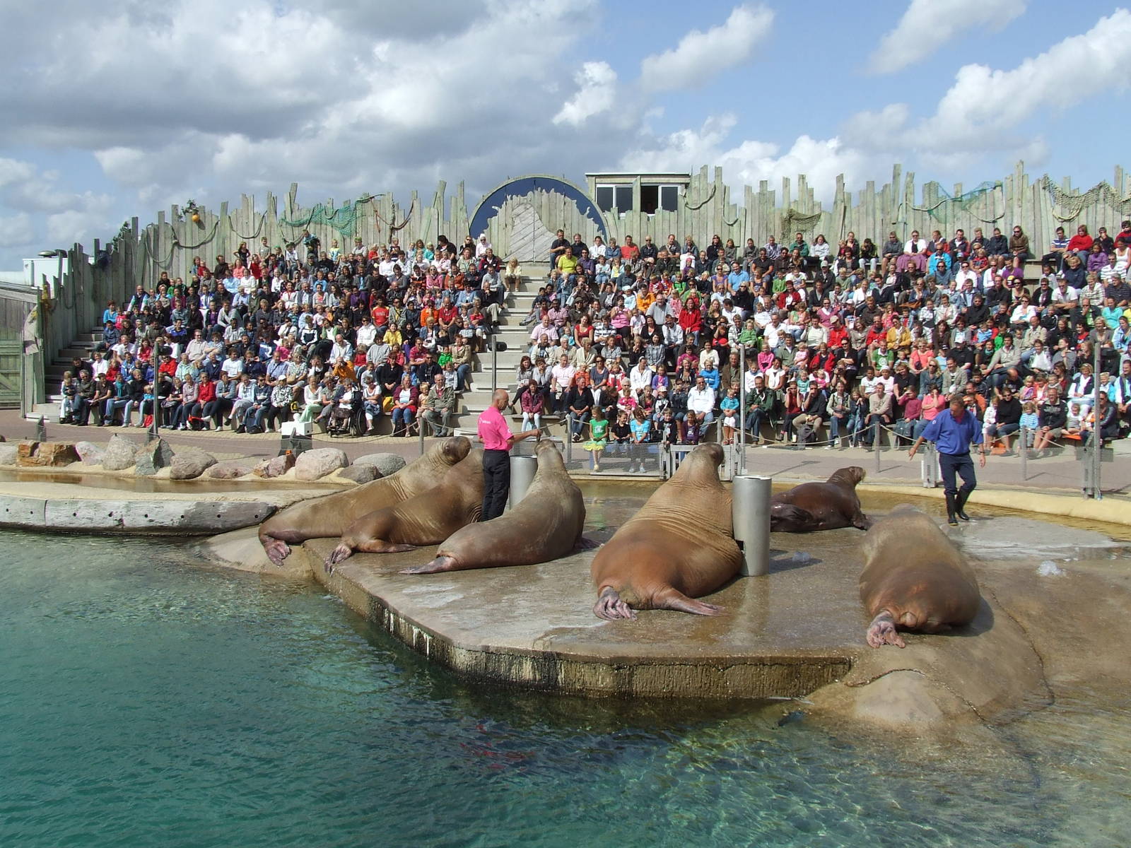 Walrus show