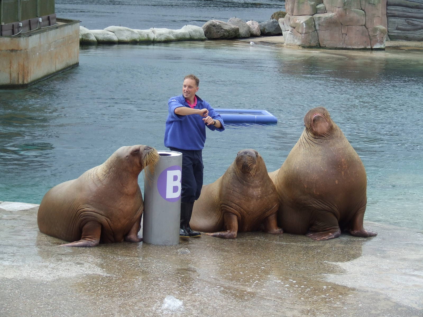 Walrus show