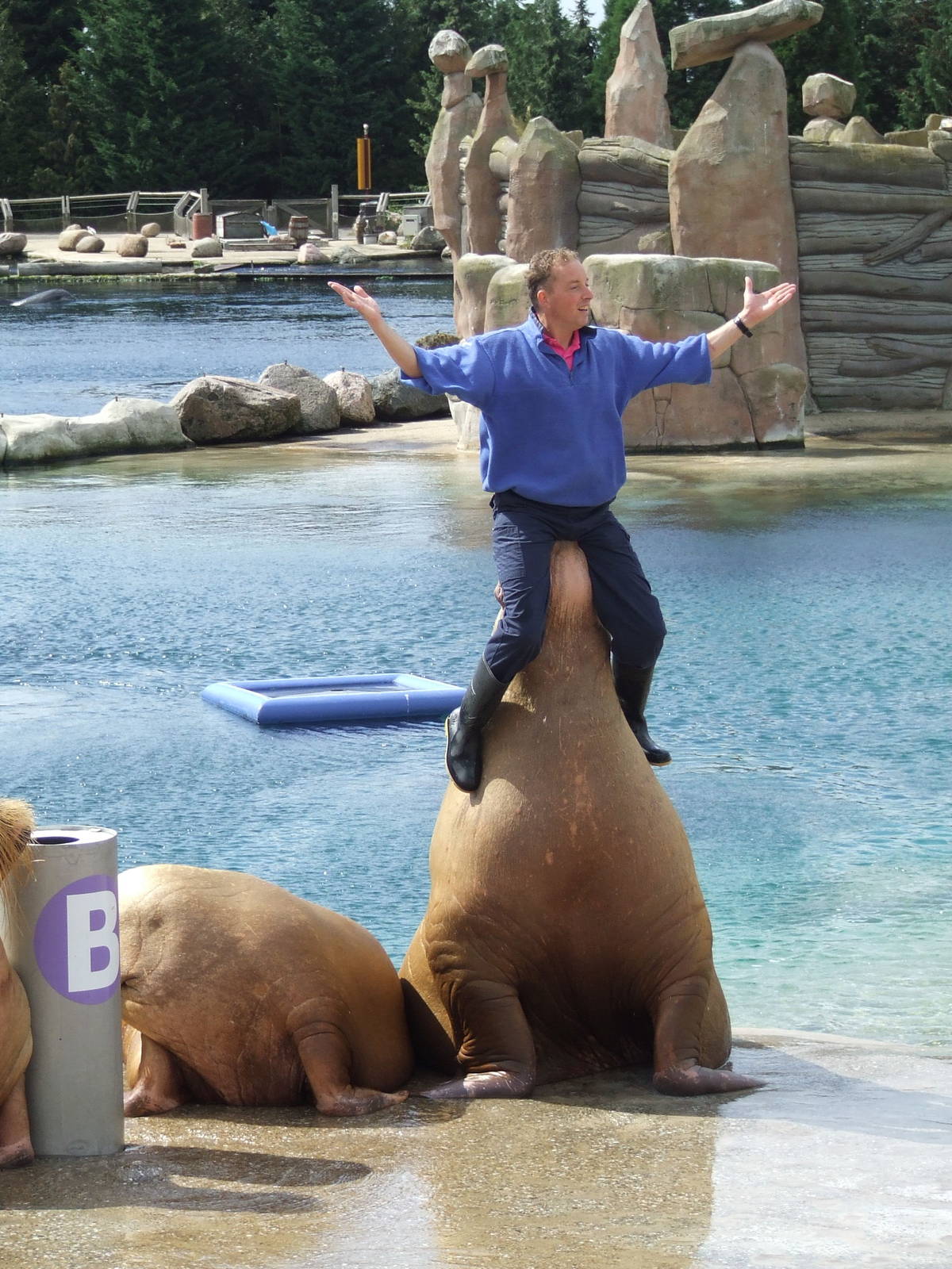 Walrus show