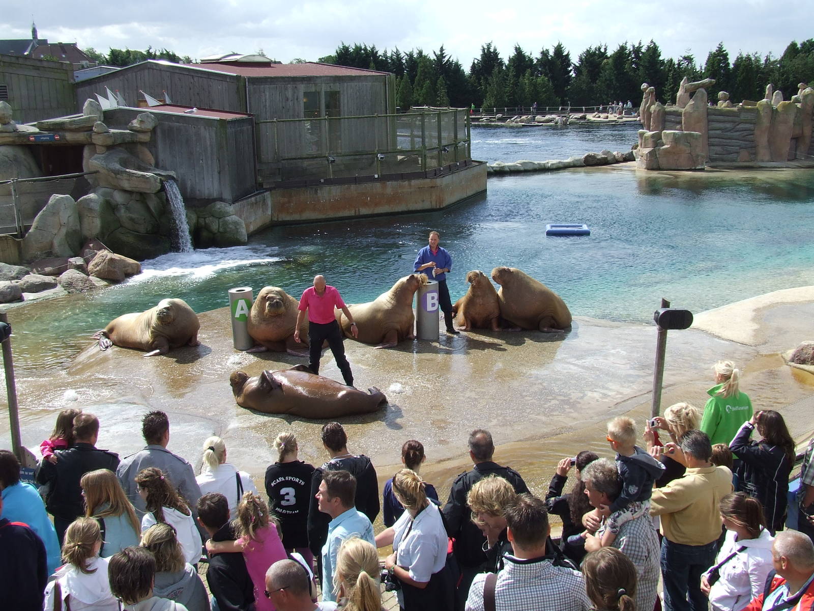 Walrus show