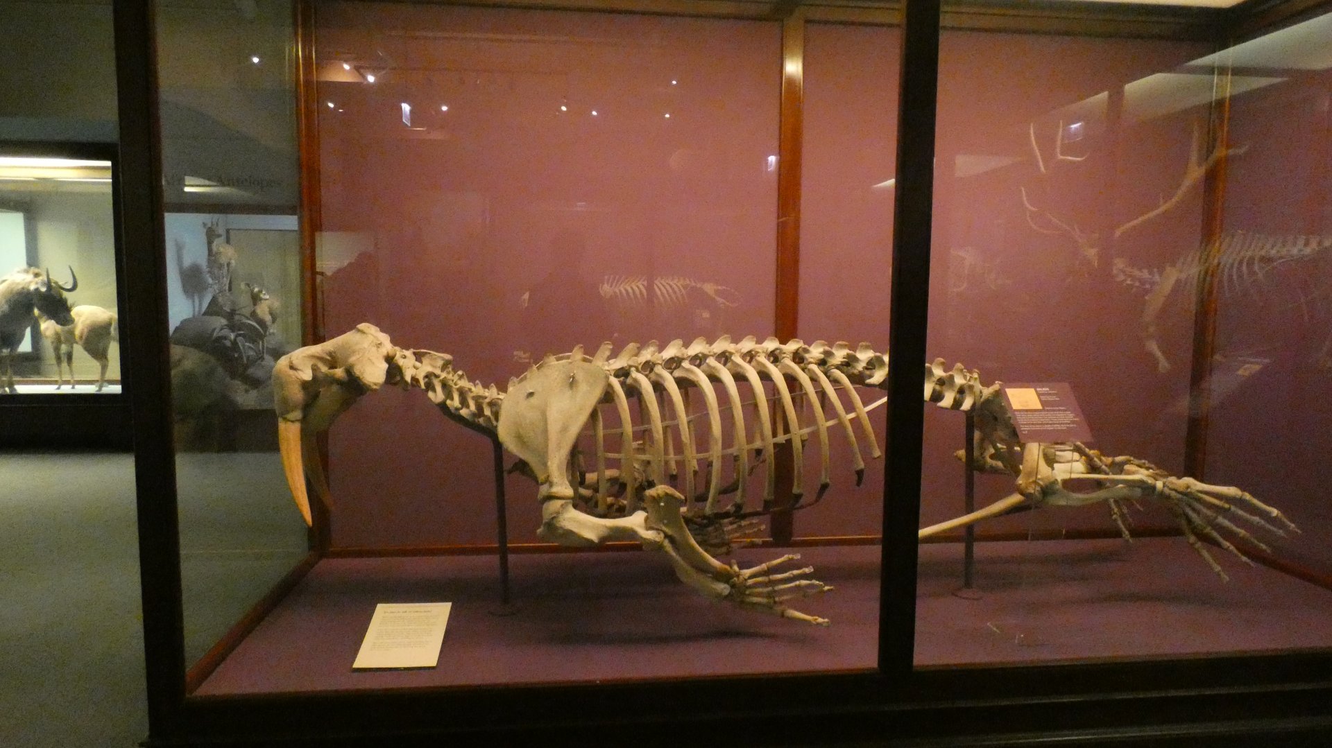 Walrus Skeletal Display, What is an Animal - Feb. 2022