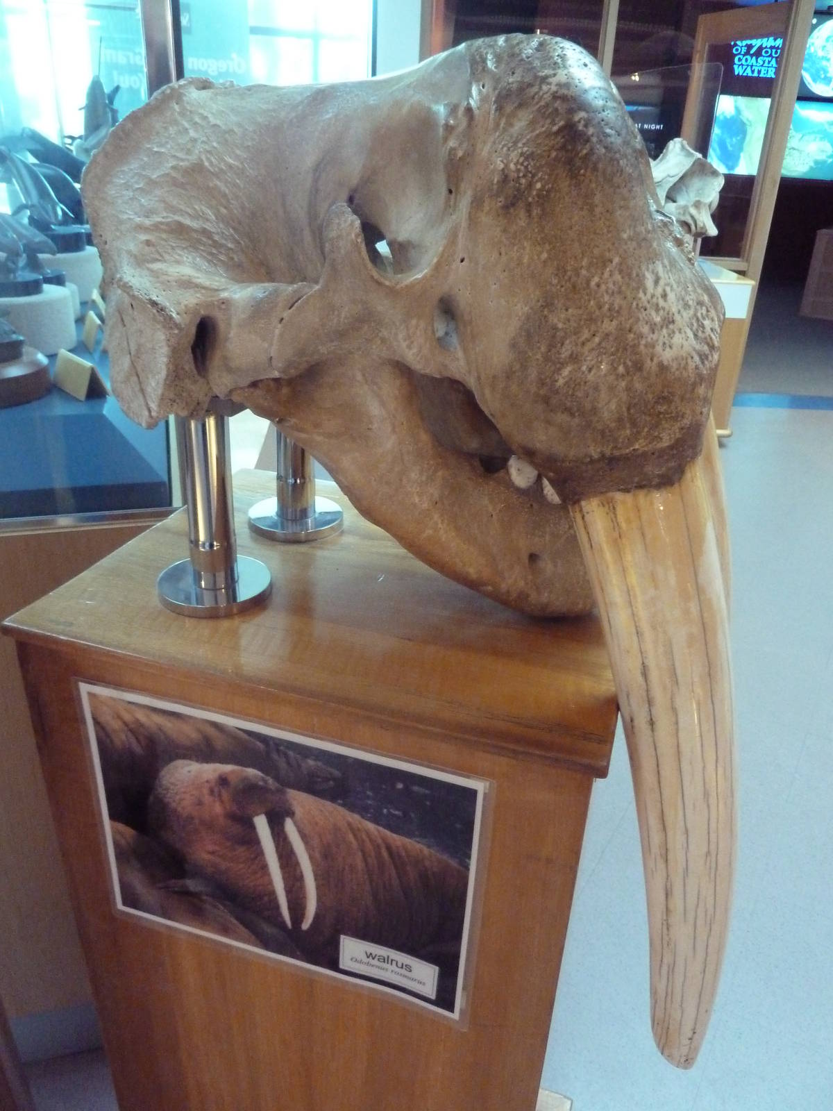 Walrus Skull