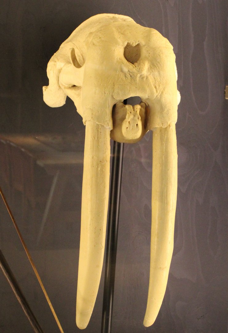 Walrus-skull