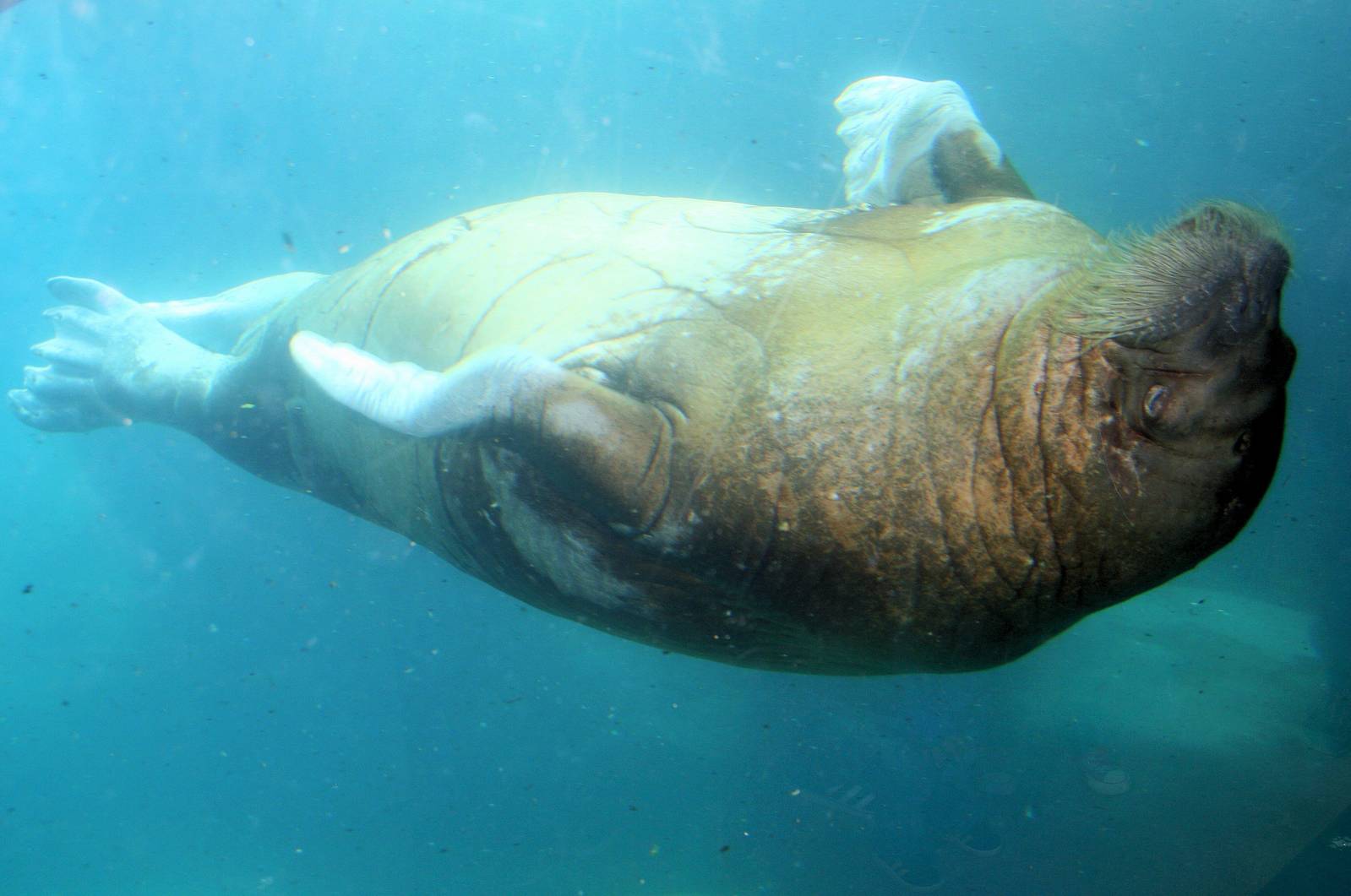 Walrus swimming upside-down; Hagenbeck; 27th June 2013