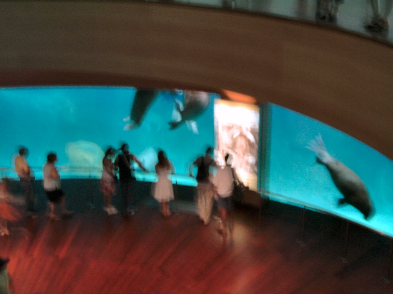 walrus tank (poor picture) at l'Oceanografic Valencia