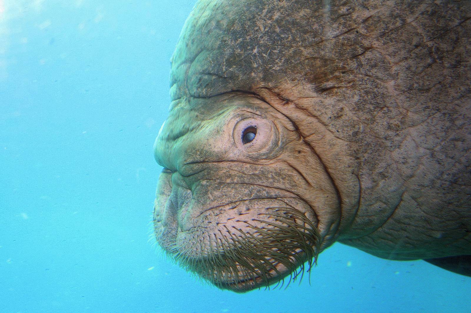 Walrus underwater; Hagenbeck; 27th June 2013