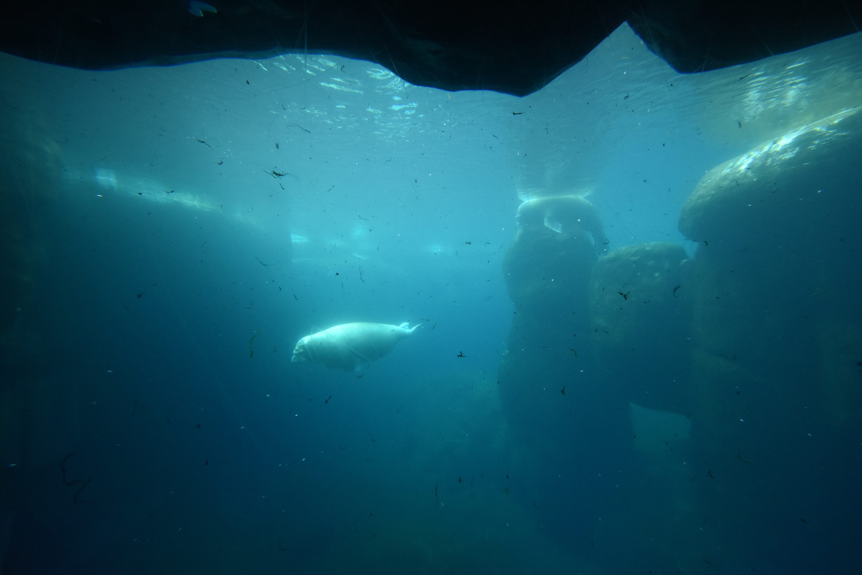 Walrus underwater view