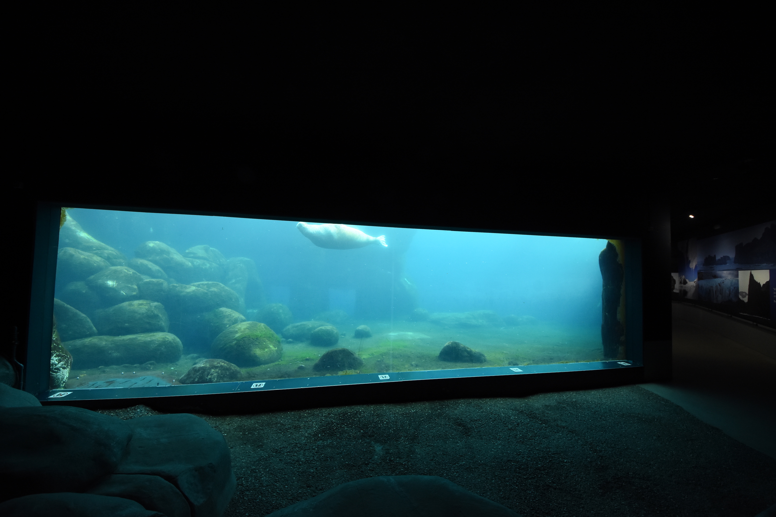 Walrus underwater view