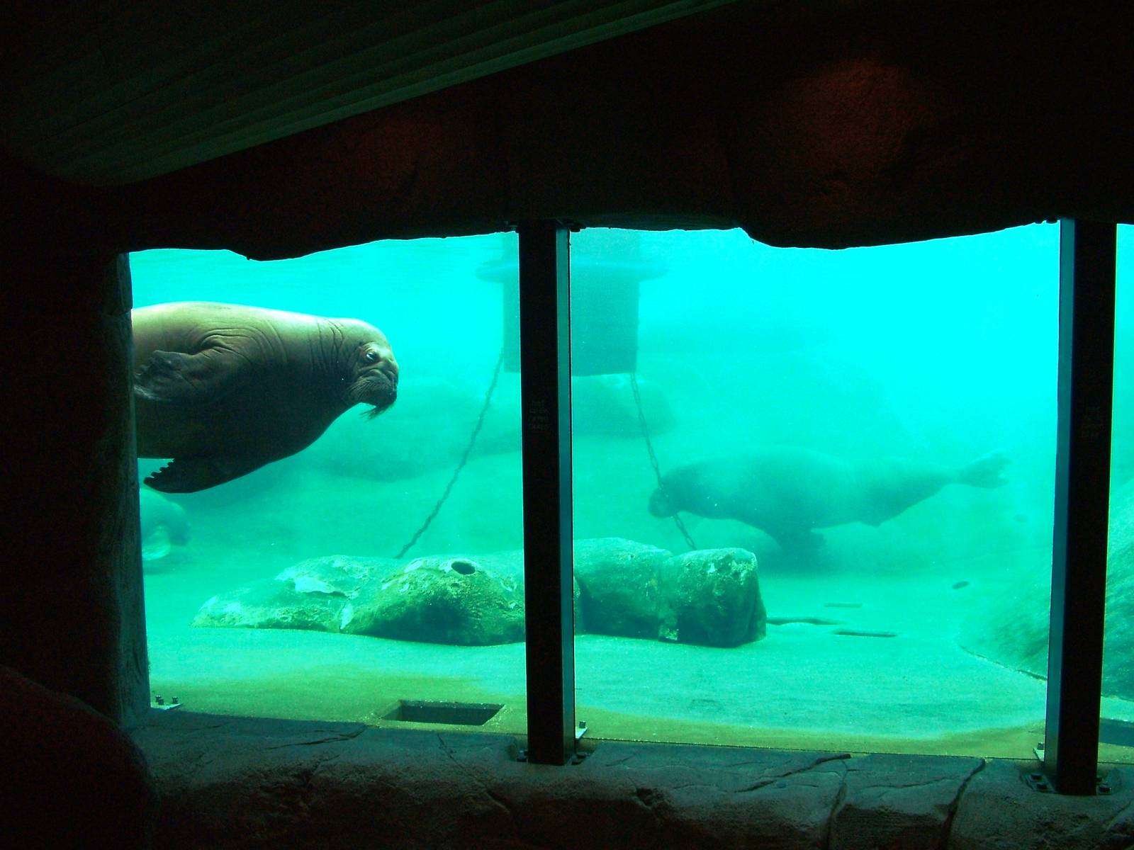 Walrus Underwater Viewing at Harderwijk, 01/06/12