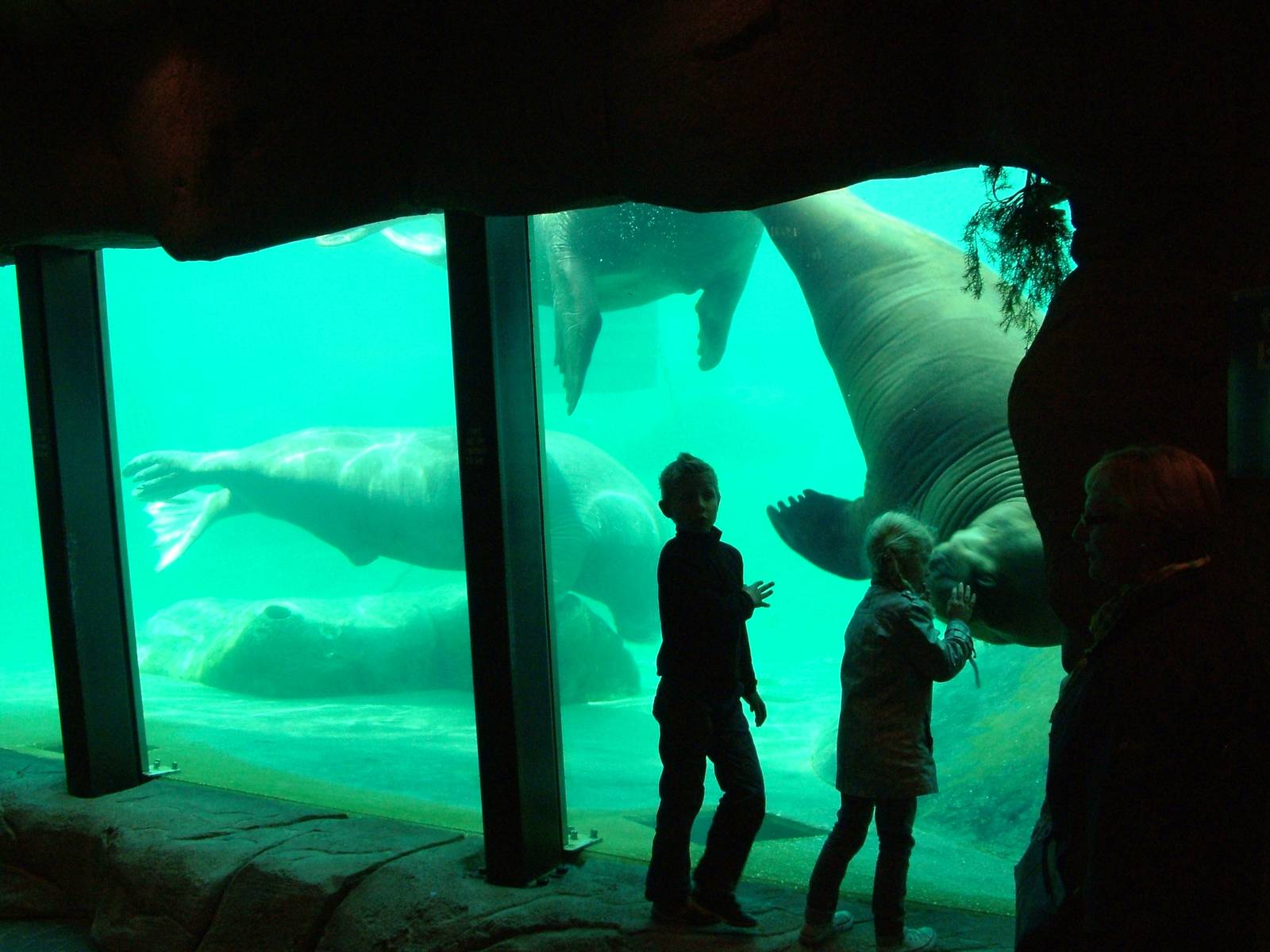 Walrus Underwater Viewing at Harderwijk, 01/06/12