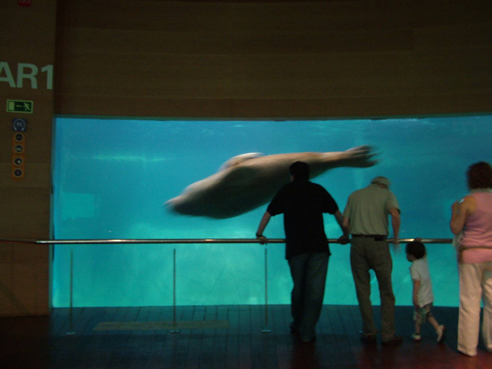 Walrus Underwater Viewing at Oceanografic, 29/05/11
