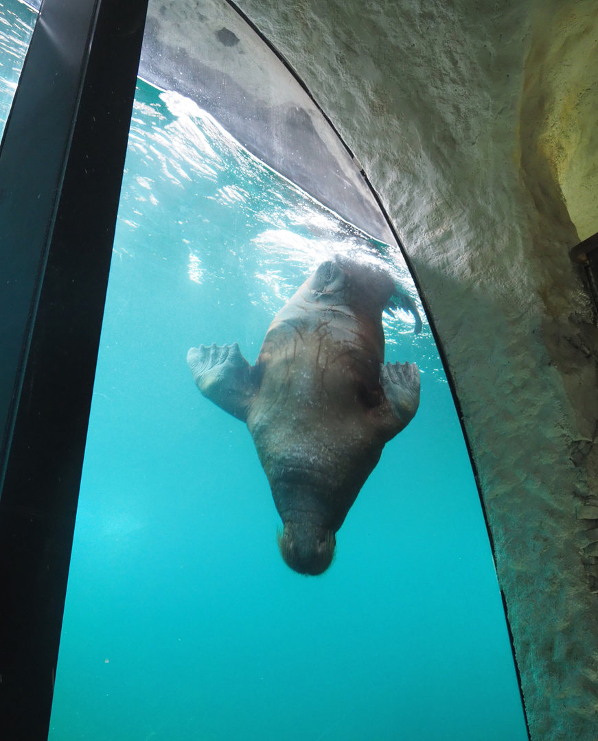Walrus underwater viewing window with diving Pacific walrus (Odobenus rosmarus divergens), 2022-09-14