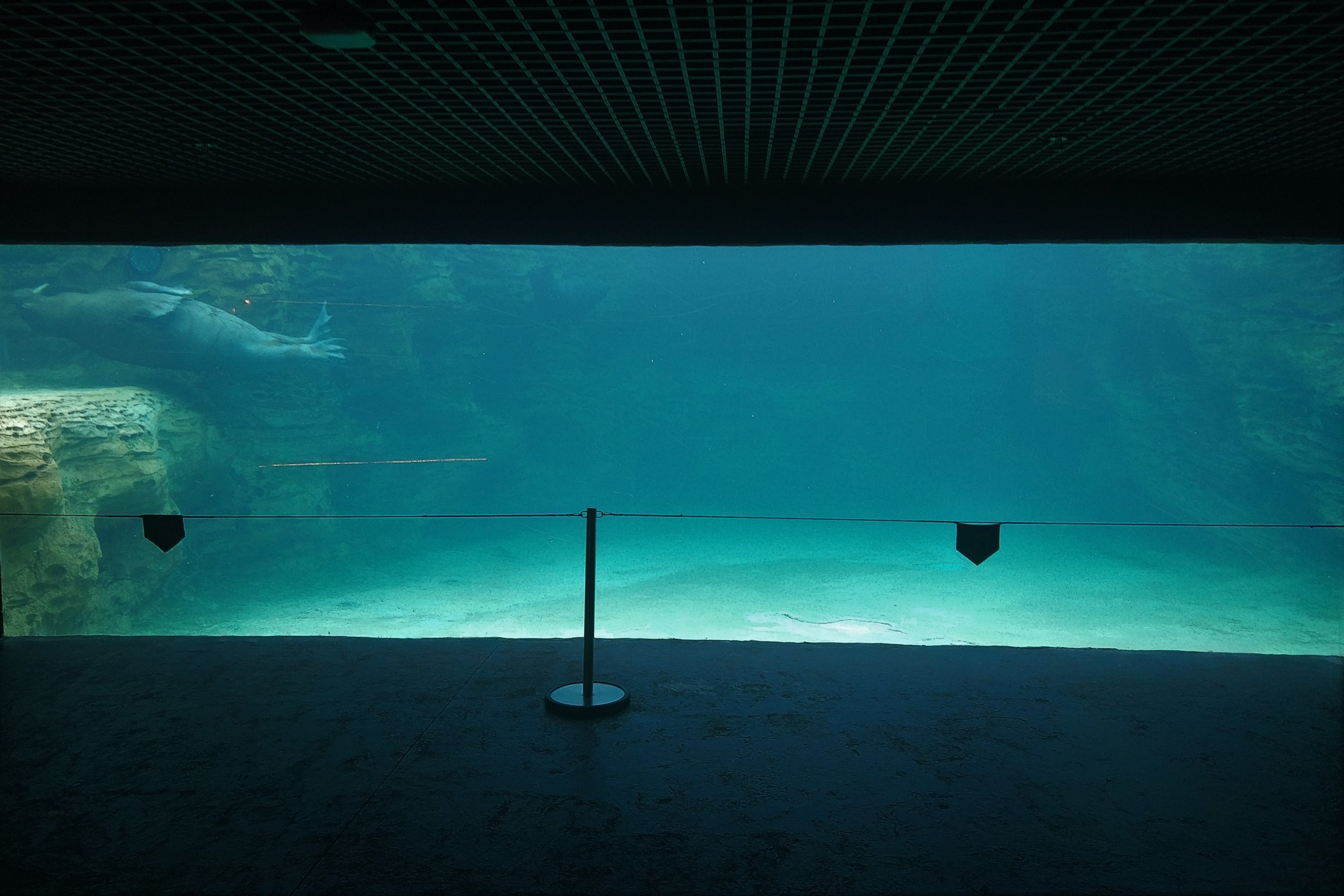 Walrus Underwater Viewing