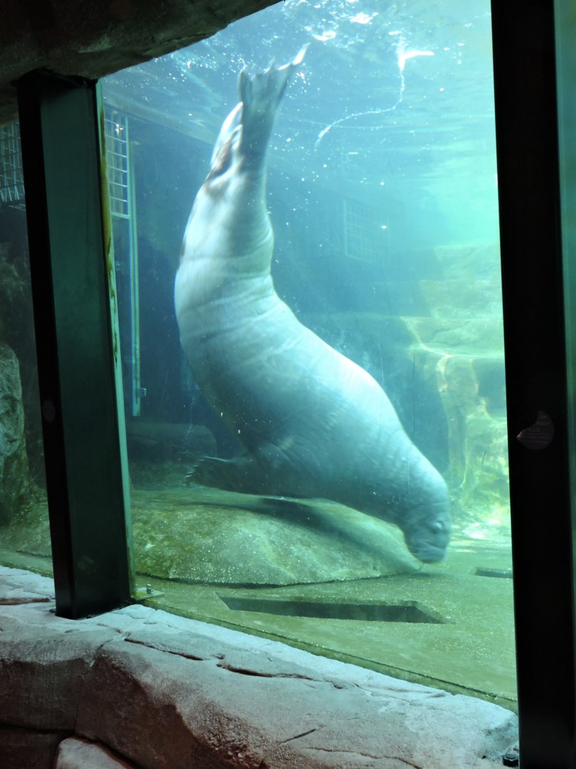 Walrus underwater viewing