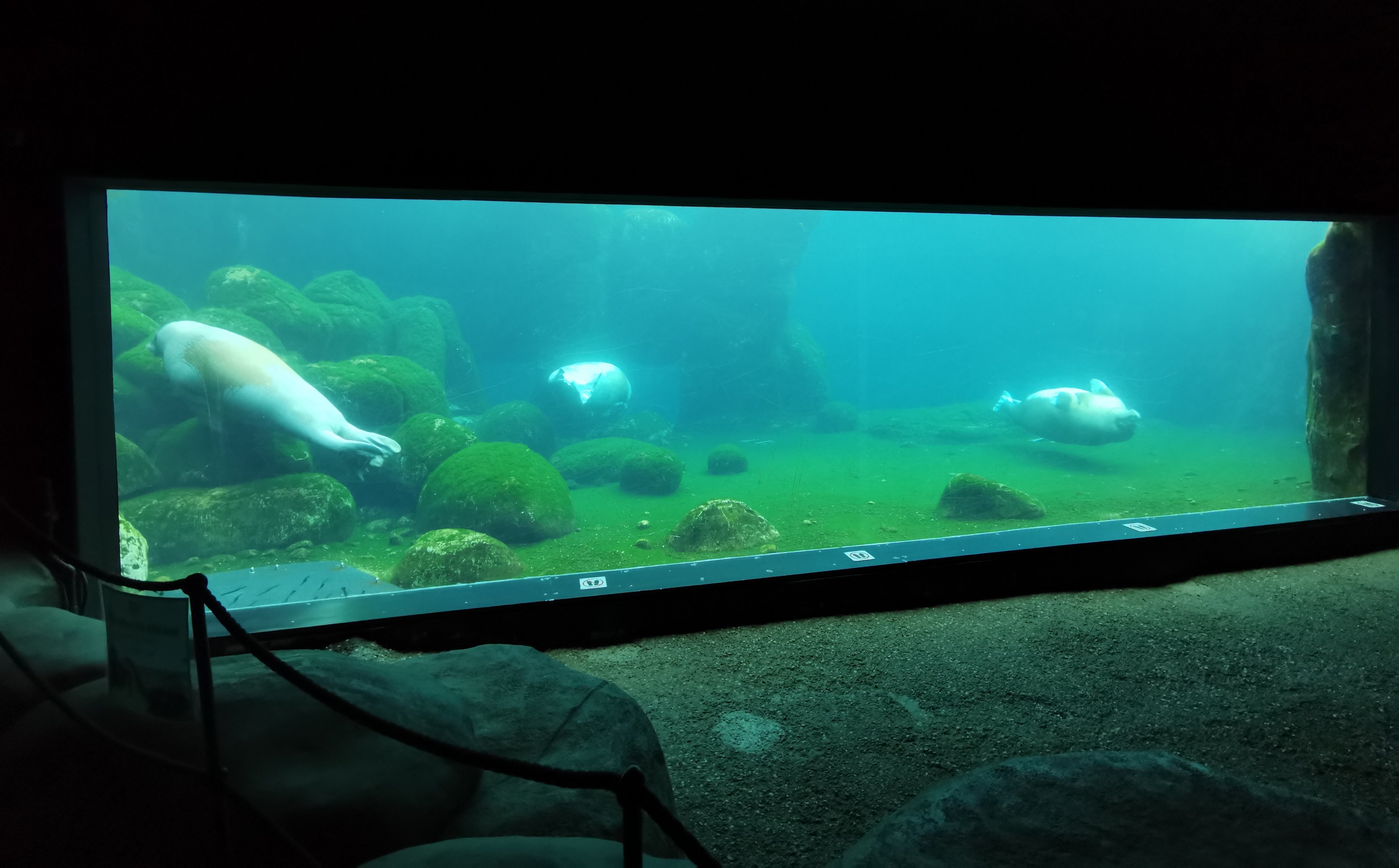 Walrus underwater viewing