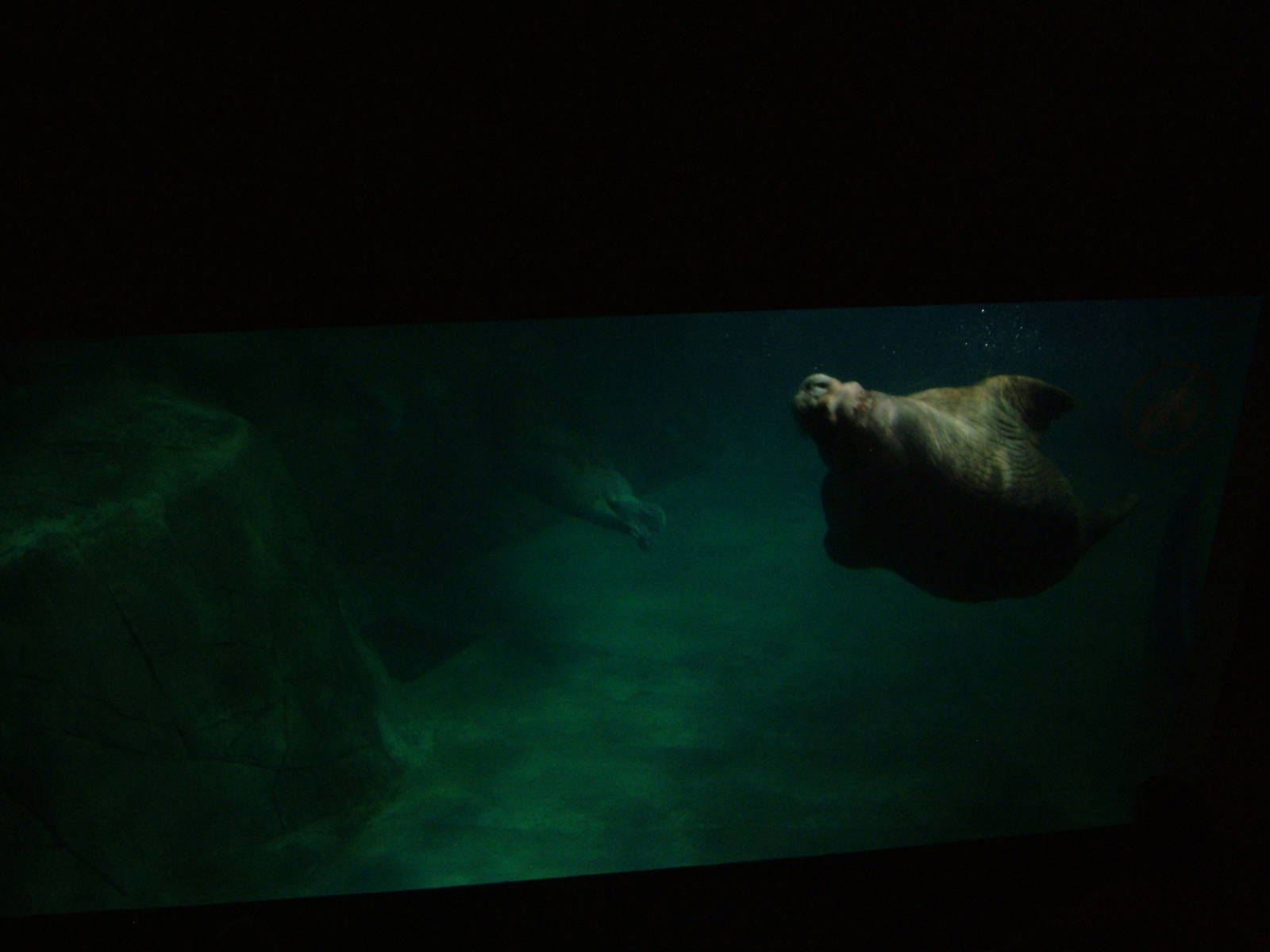Walrus Viewing at Oceanografic, 29/05/11