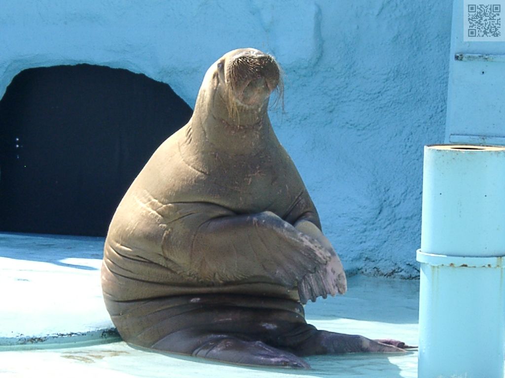 Walrus
