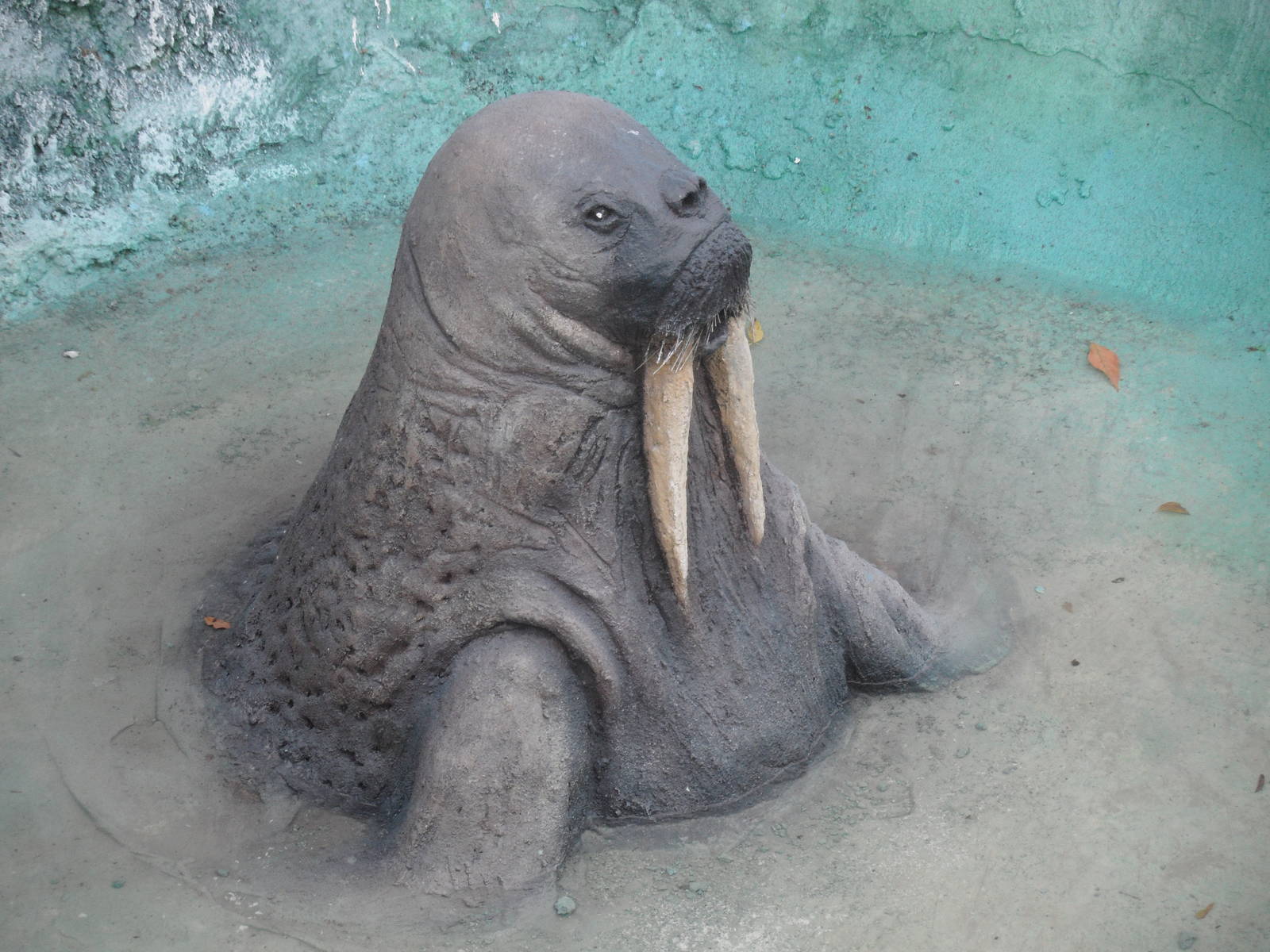 Walrus