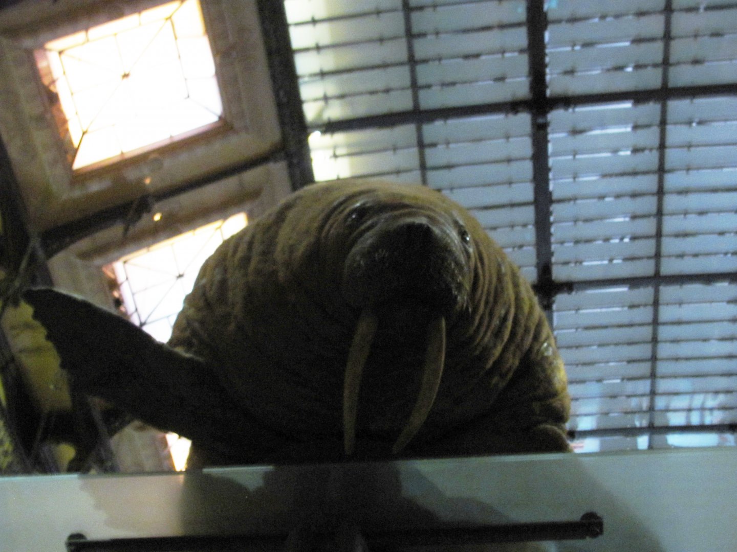 Walrus