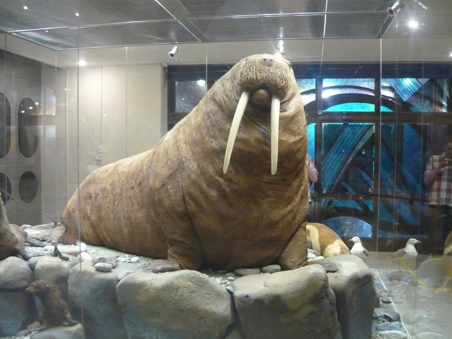 Walrus