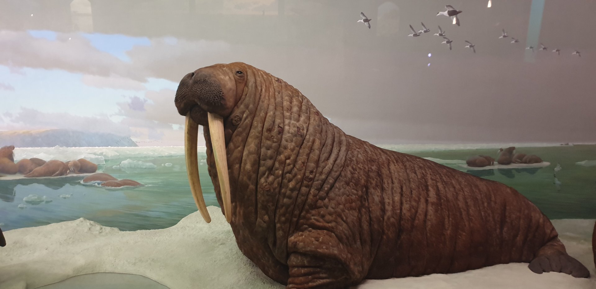 Walrus