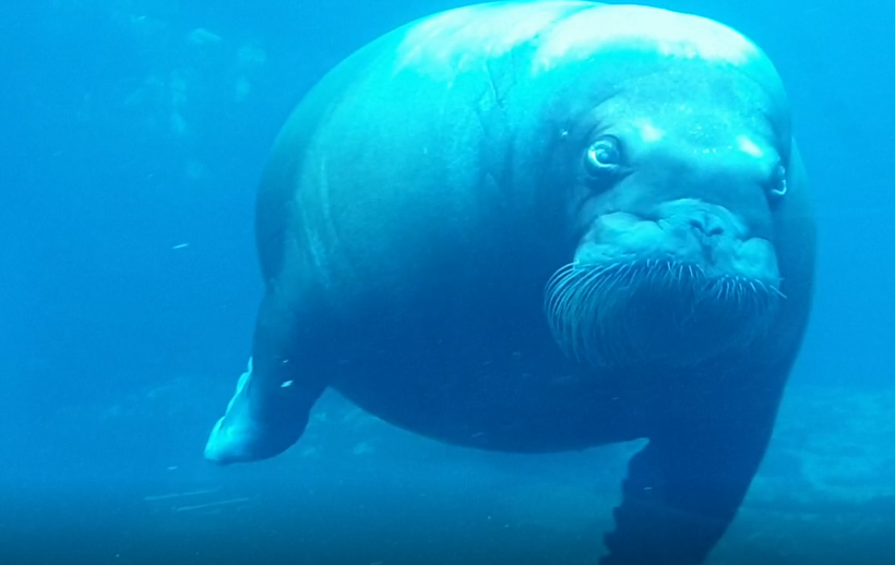 Walrus