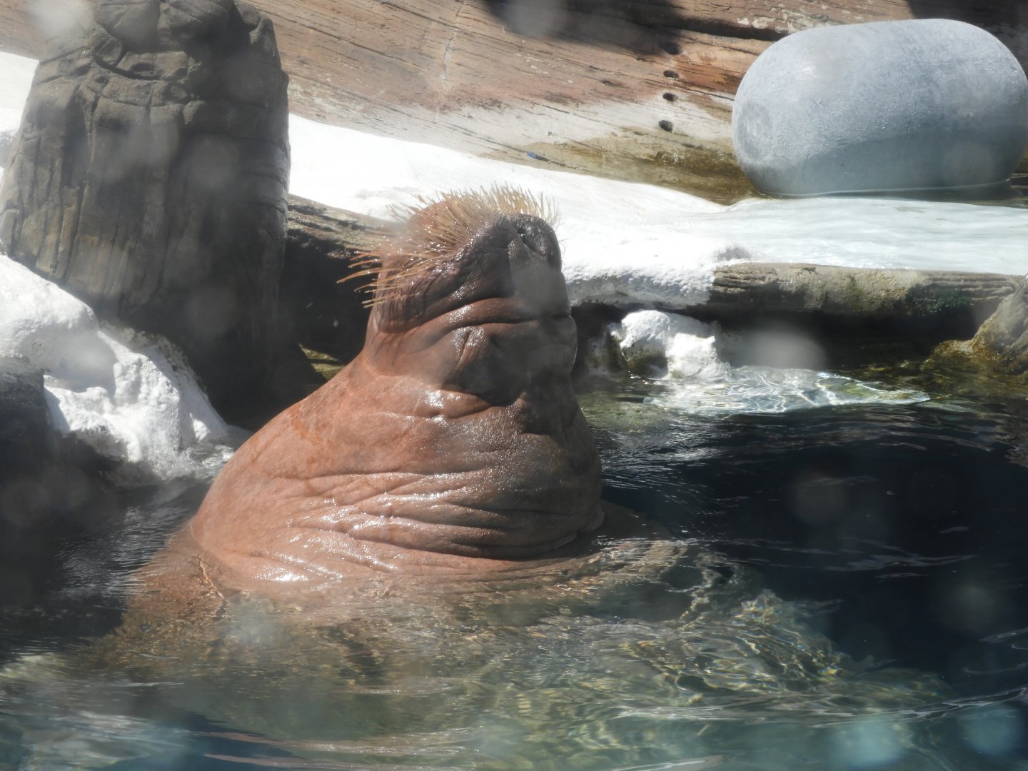 Walrus