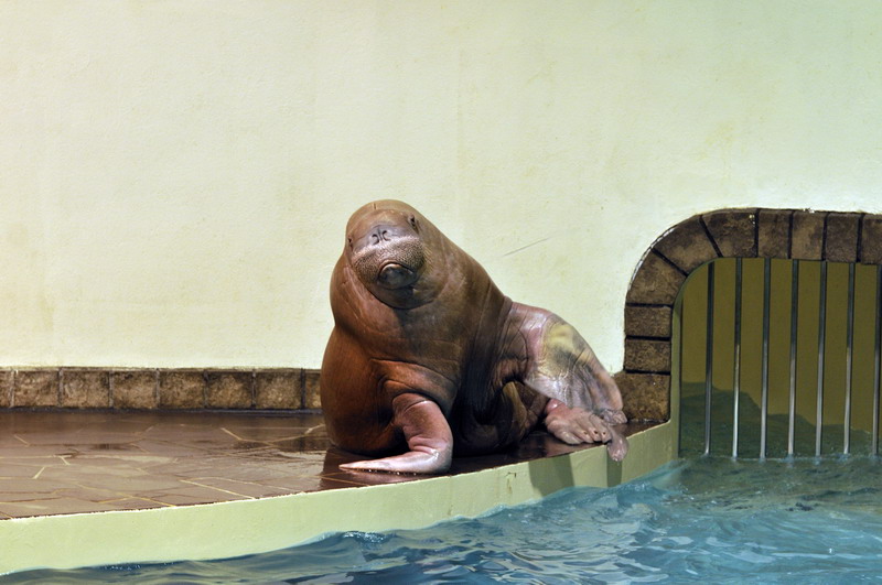Walrus