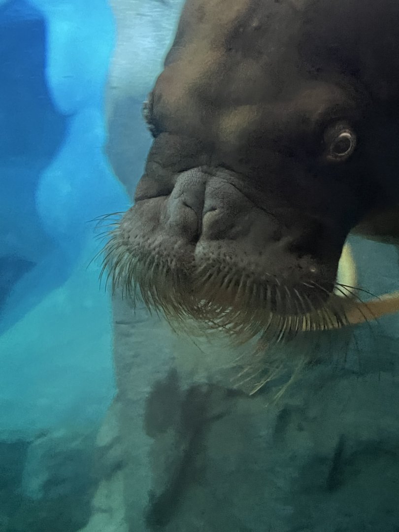 Walrus
