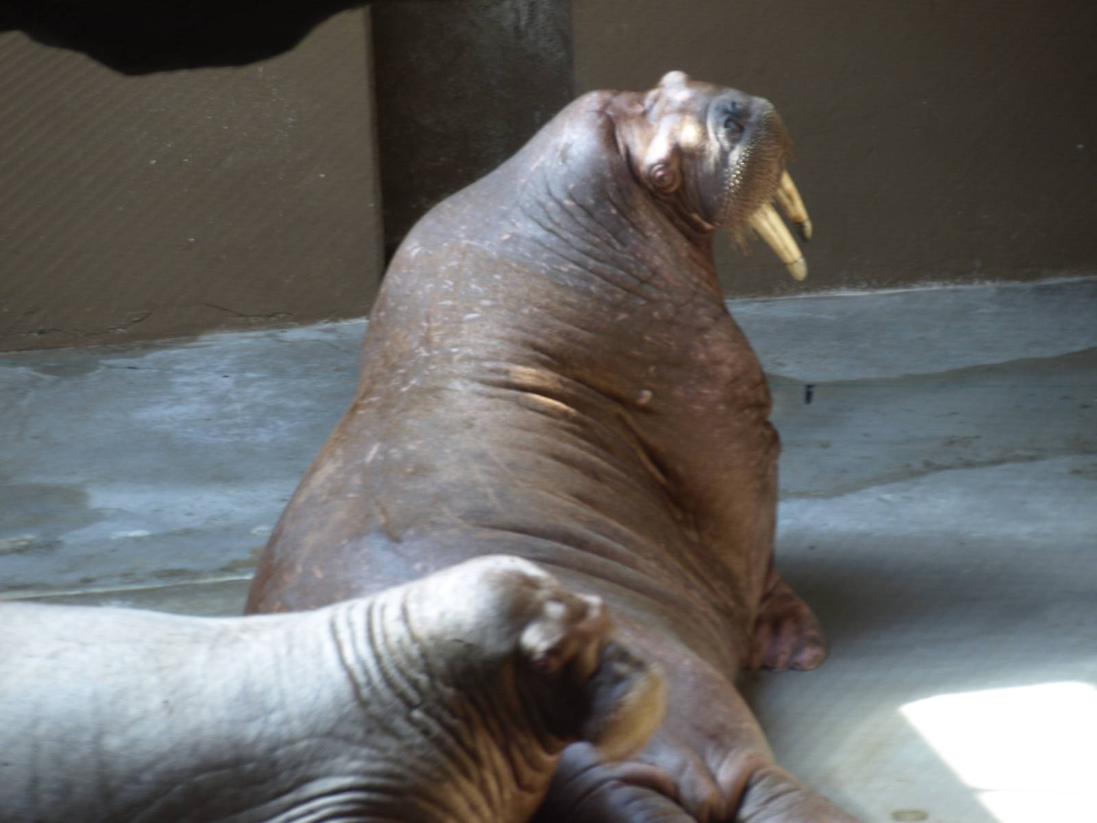 Walruses outside water