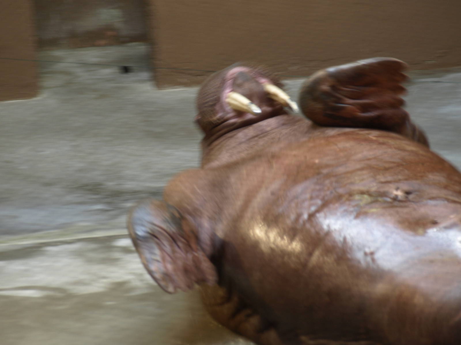 Walruses outside water