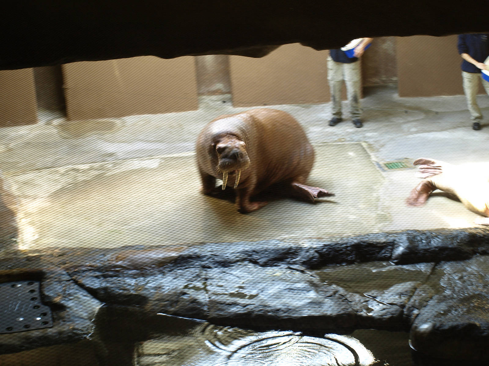 Walruses outside water