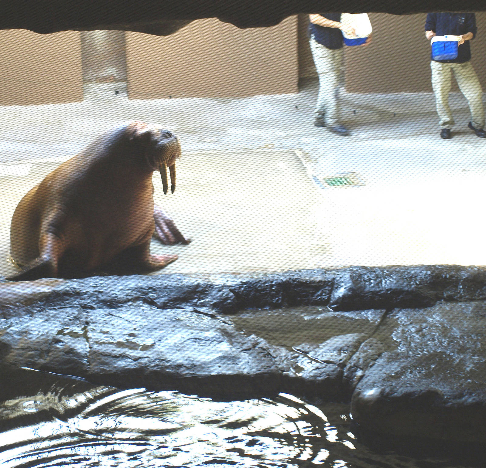 Walruses outside water