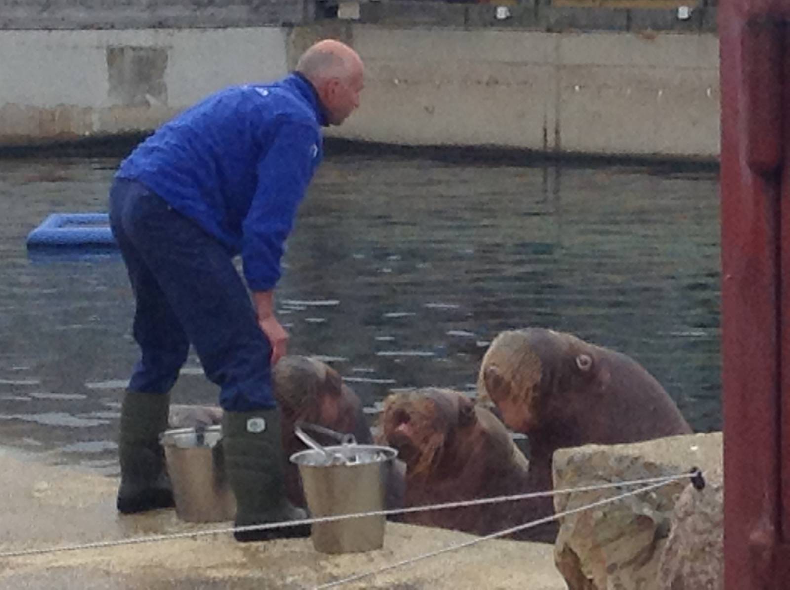 Walruses Raisa, Rosita and Nikolai