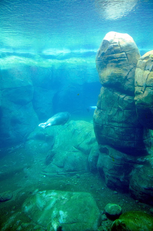 Walruspool at Hamburg