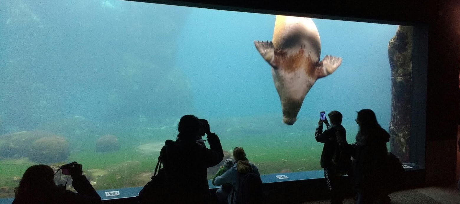 Walruss underwater viewing