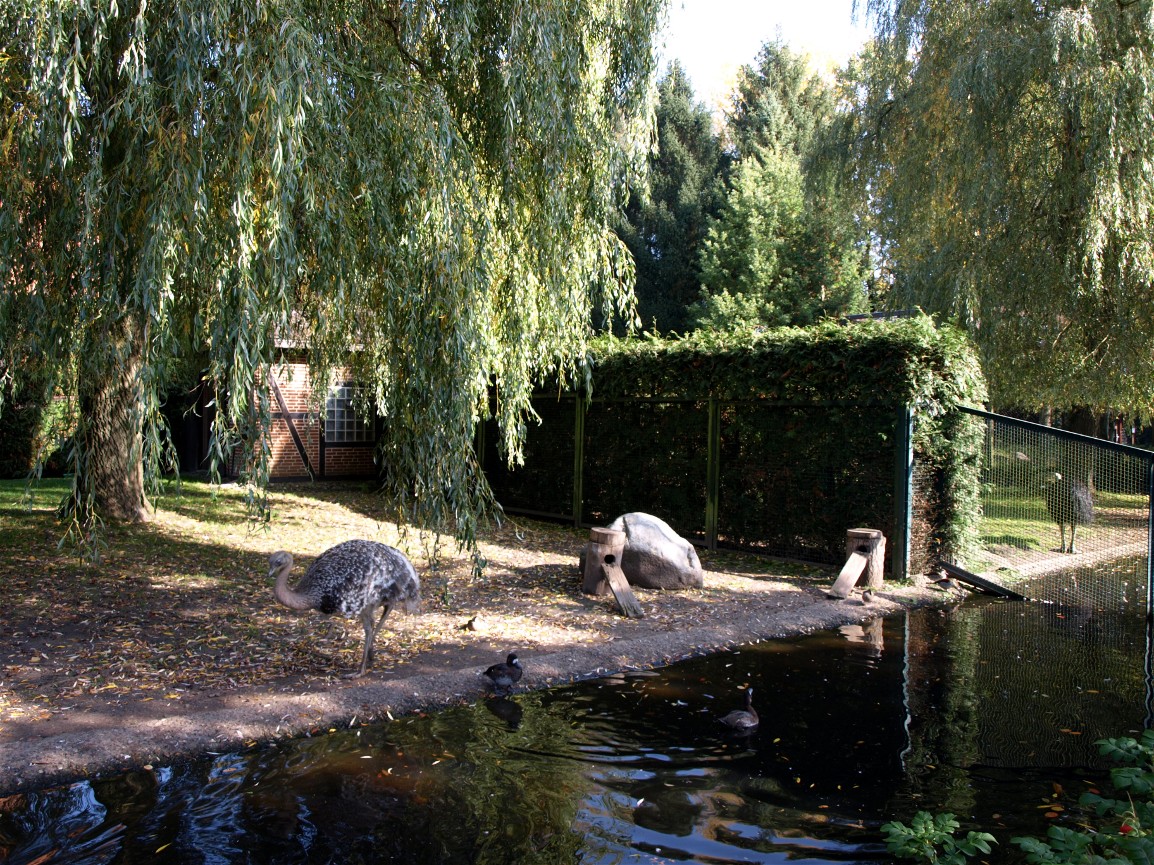 Walsrode Birdpark - Rhea exhibit