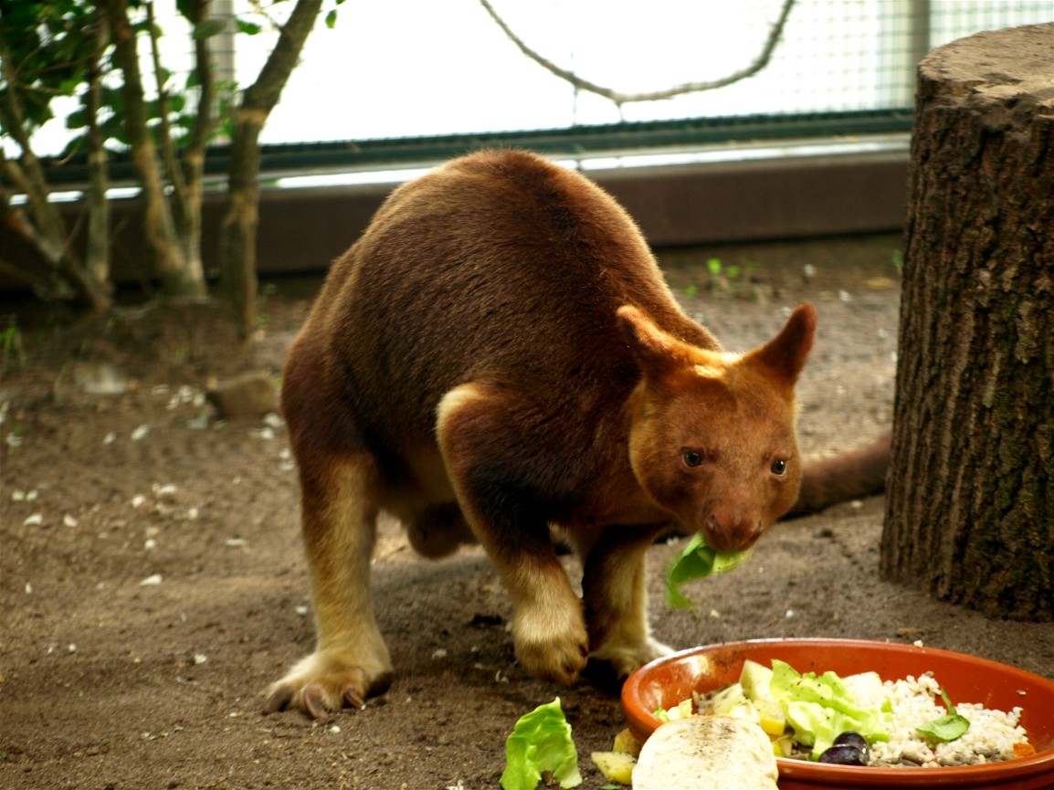 Walsrode Birdpark - Tropenwaldhalle