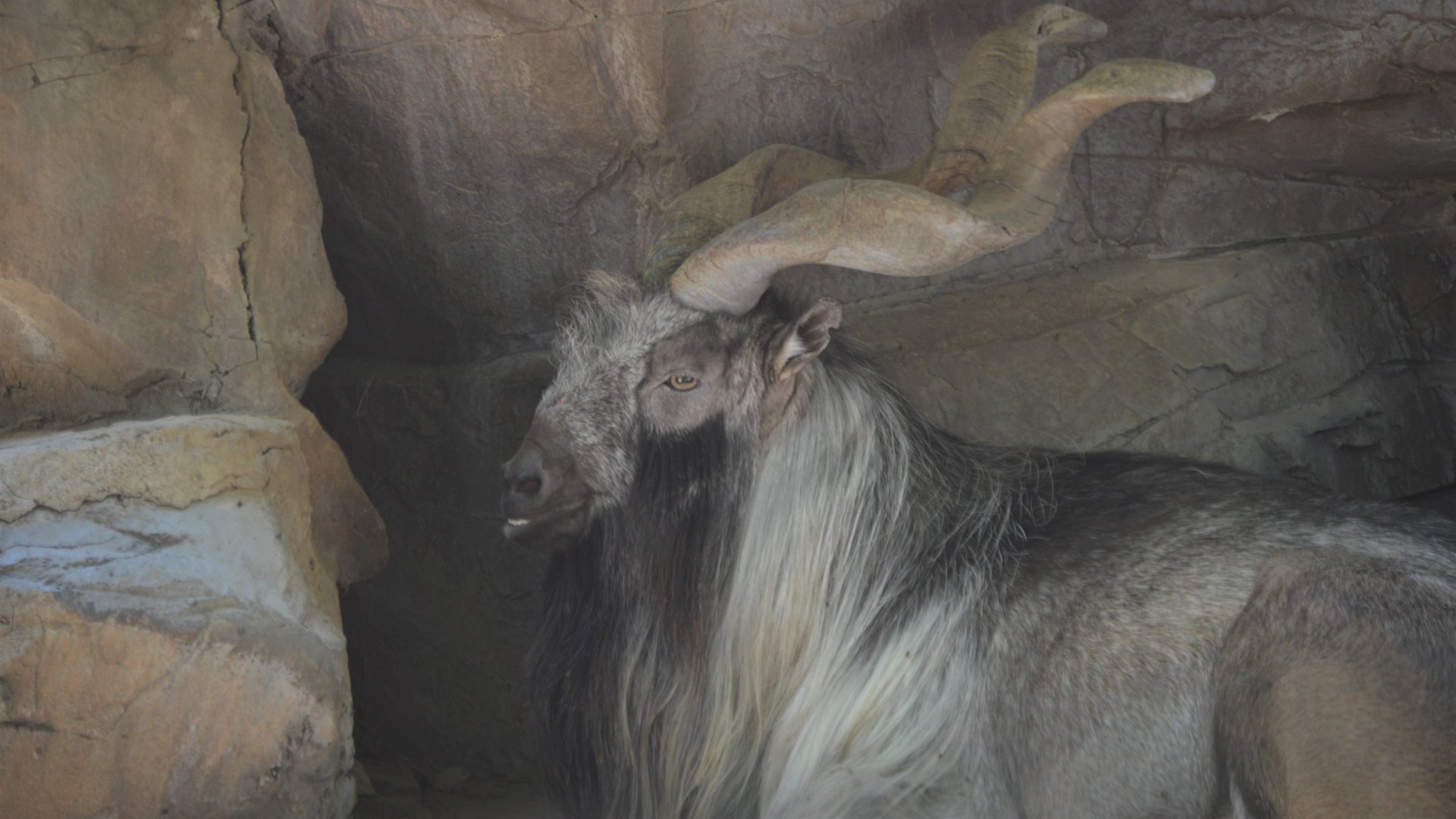 Walter, Capra falconeri heptneri