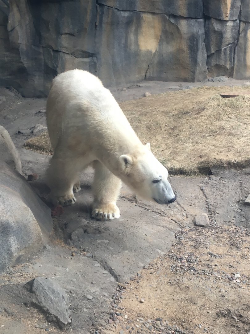 Walter Family Arctic Tundra- Siku The Polar Bear