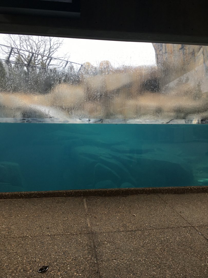 Walter Family Arctic Tundra - Underwater Viewing