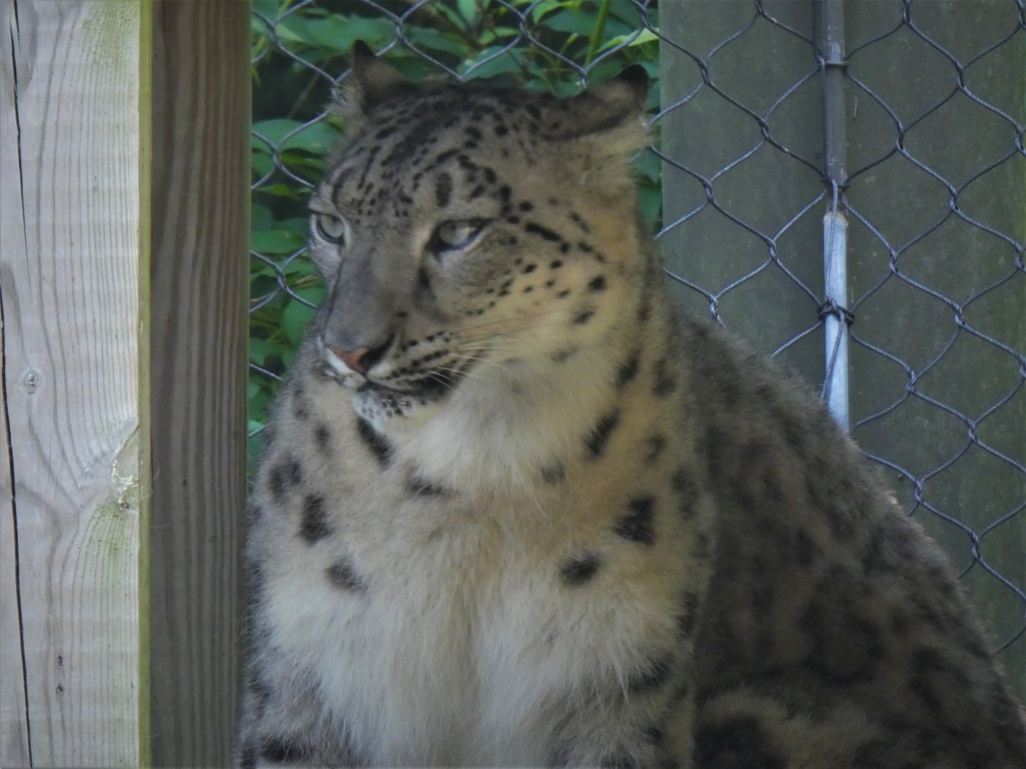 Walter H. Trettin Snow Leopard Habitat - Snow Leopard