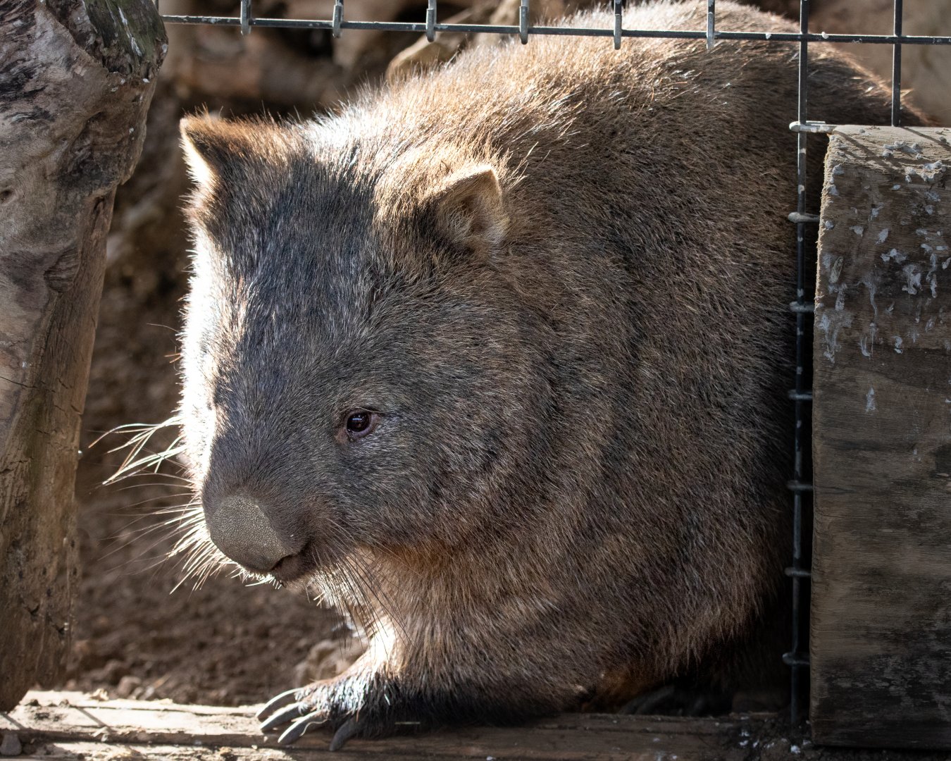 Wanda Wombat / Hamerton / 13-11-19