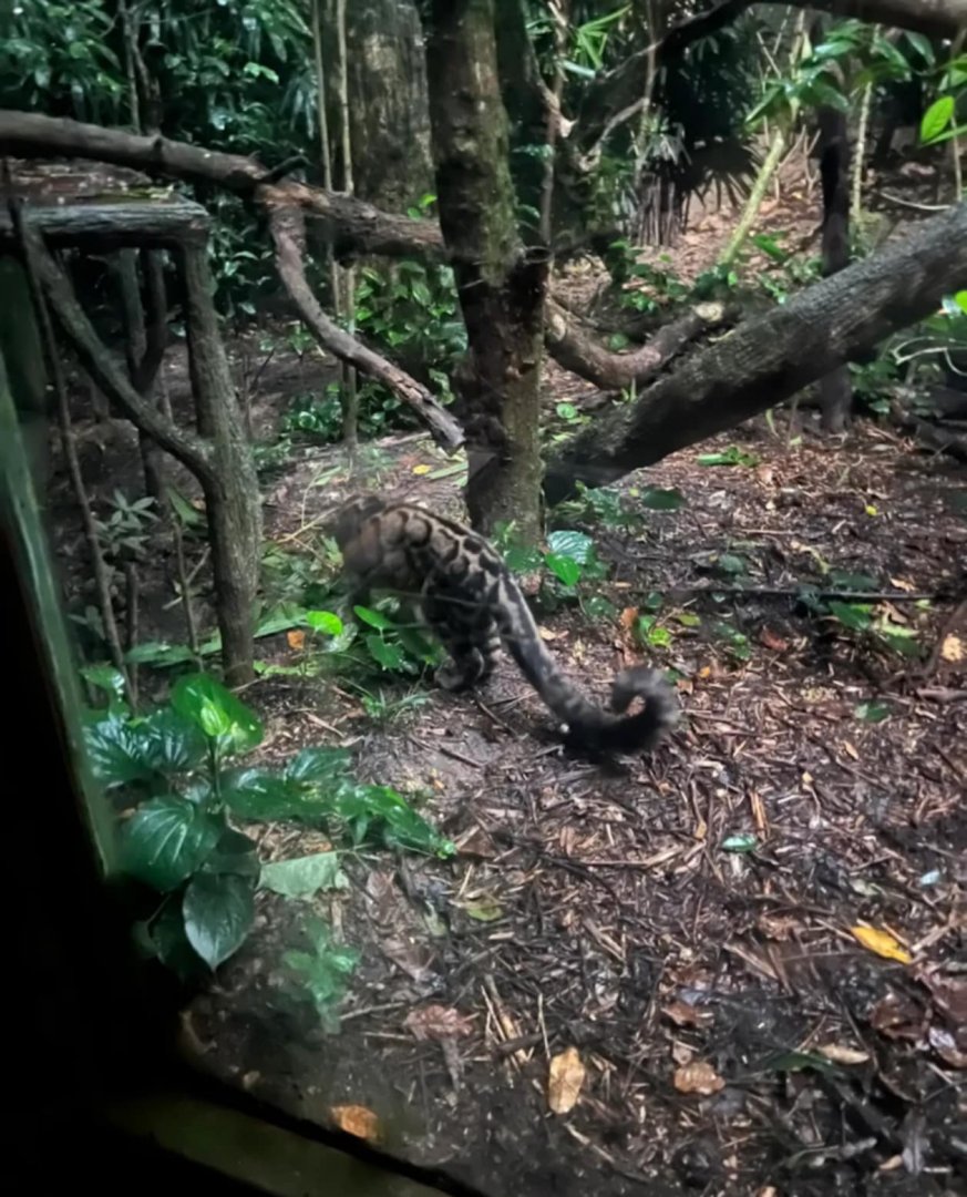 Wandee the clouded leopard